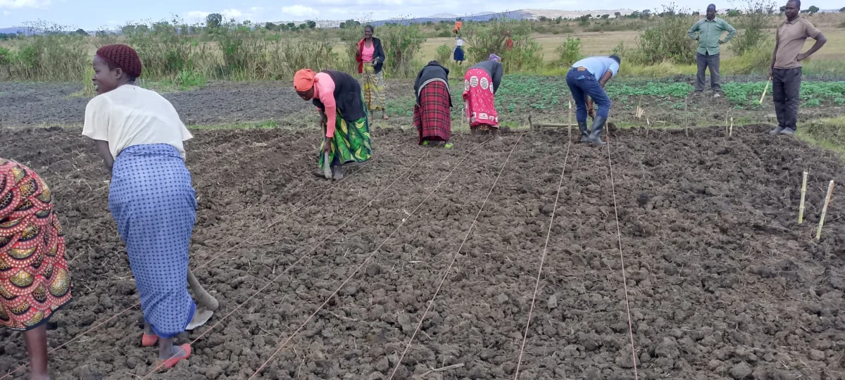 HarvestGlow coorperate with Farmers in Mchinji to Make Strong Ridges for a Better Harvest