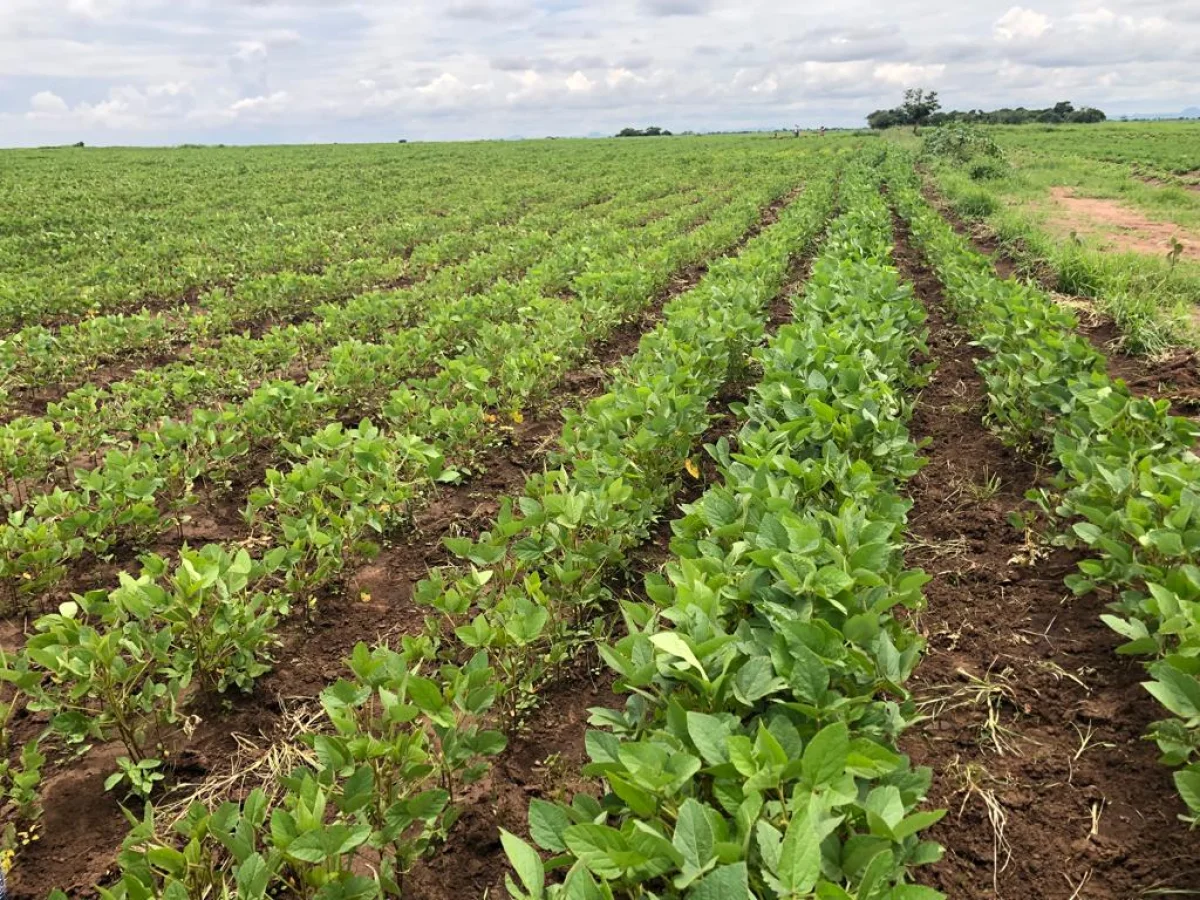 Farmer led soy-bean seed multiplication